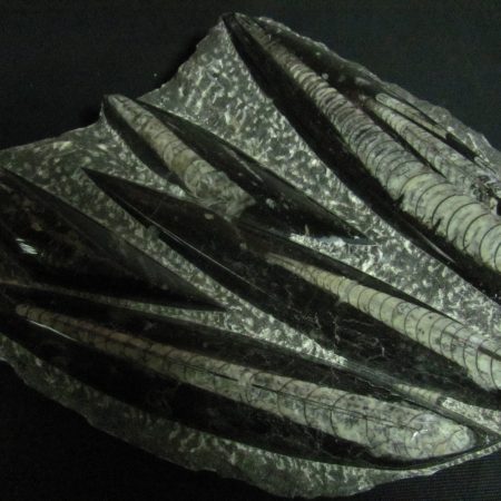 Orthocerass