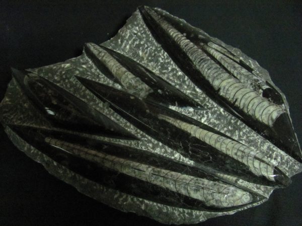 Orthocerass