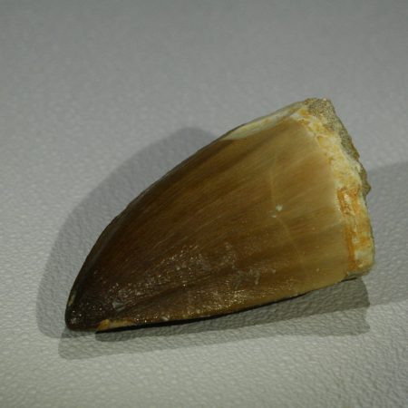 Зъб от Мезозавър Mesosaurus Beauggei