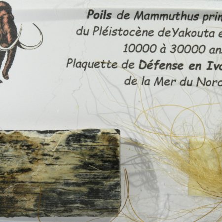 Козина и част от бивник на Мамут  ( Mammuthus primigenius )