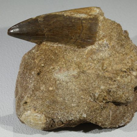 Зъб от Мoзозавър Mososaurus Beauggei на скала