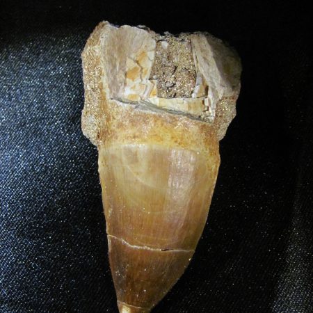 Зъб от Мезозавър Mesosaurus Beauggei
