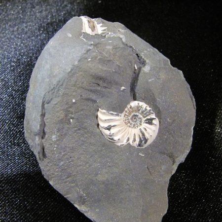 Pleuroceras