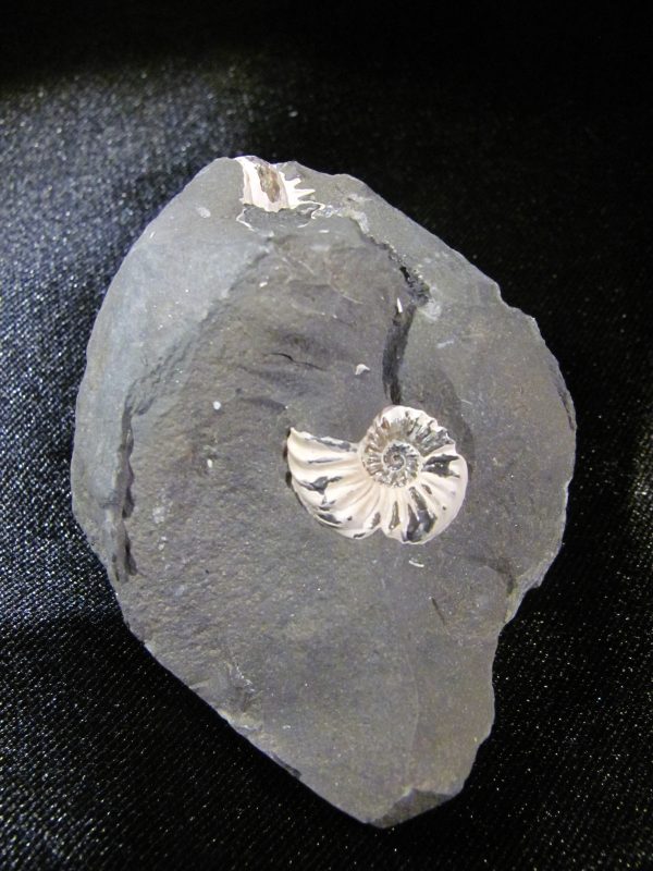 Pleuroceras
