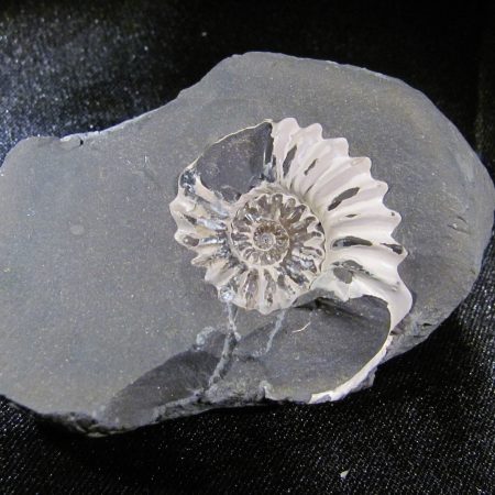 Pleuroceras