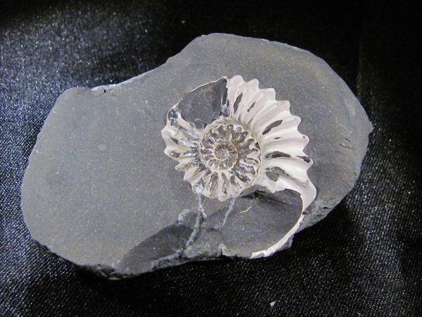 Pleuroceras