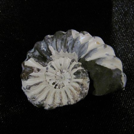 Pleuroceras