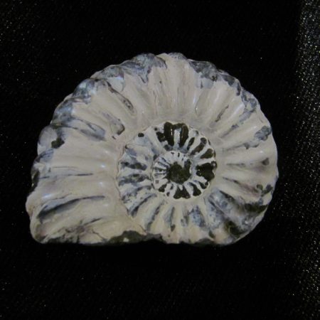 Pleuroceras