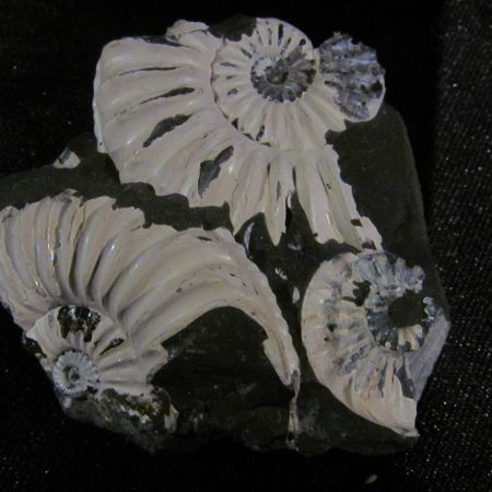 Pleuroceras