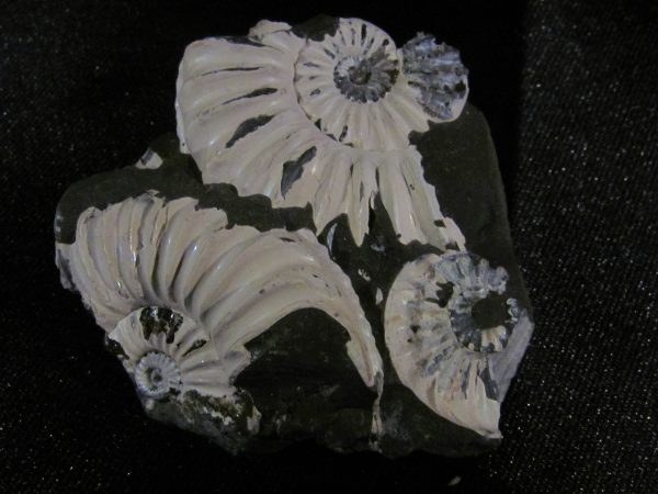Pleuroceras