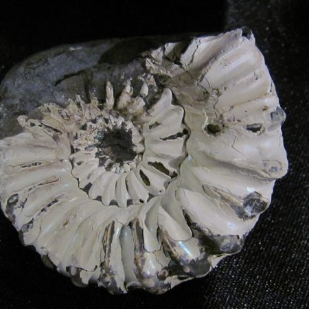 Pleuroceras