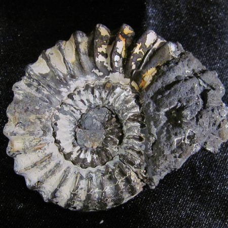 Pleuroceras