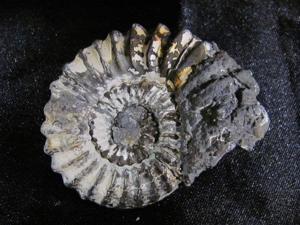 Pleuroceras