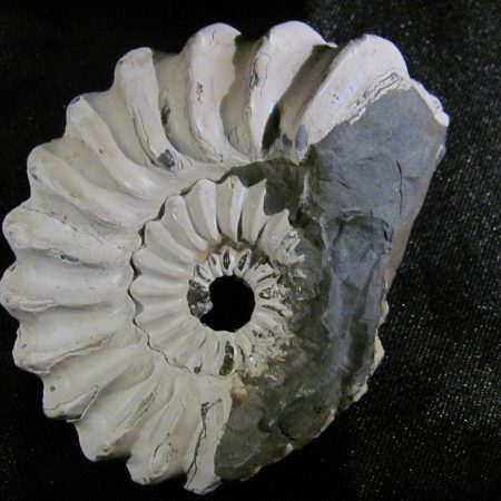 Pleuroceras