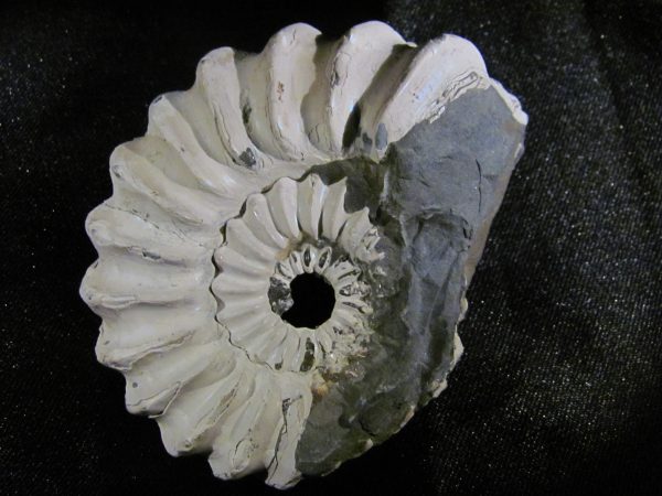 Pleuroceras